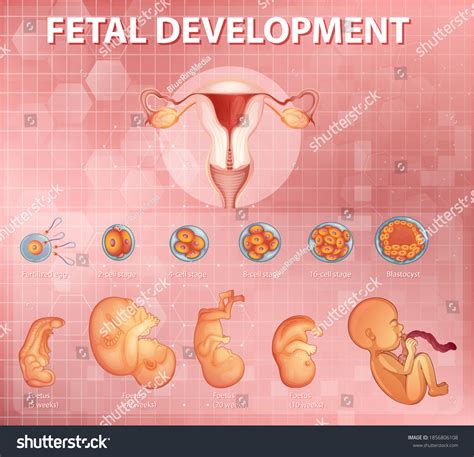 Image result for Human Embryonic Development
