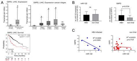 Uncovering Novel Roles of miR-122 in the Pathophysiology of the Liver ...