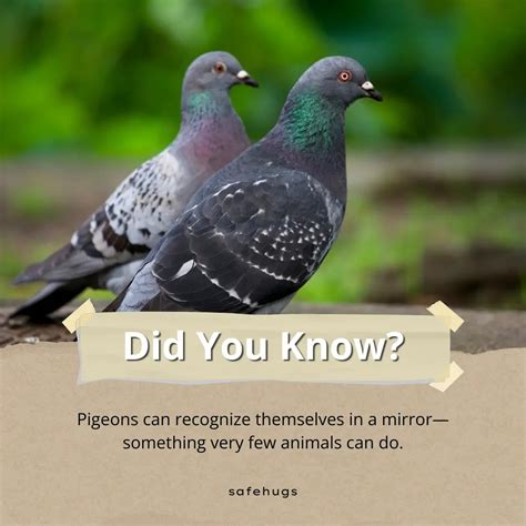 100+ Amazing Animal Facts for Kids (With Quiz)