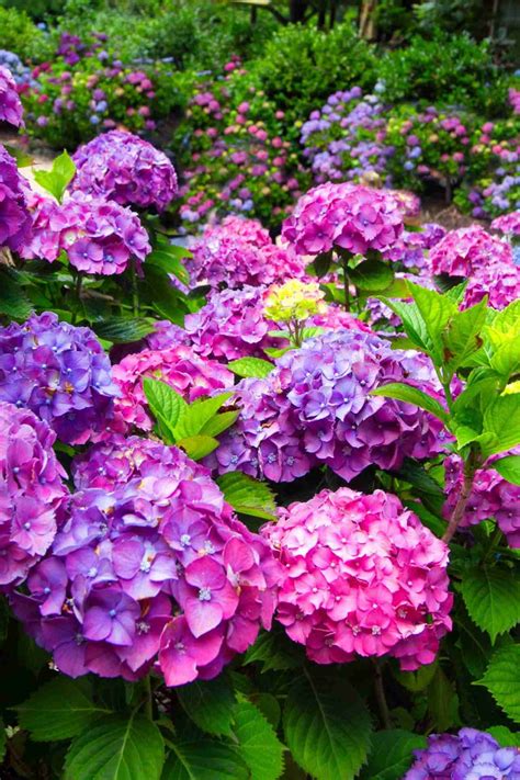 How to Grow Hydrangeas - Beginner's Guide - Hydrangea Love