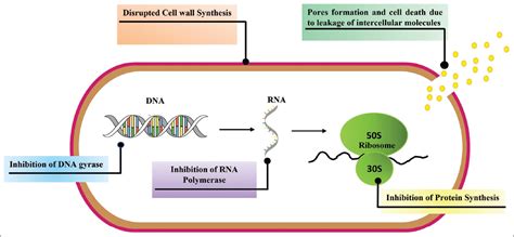 Enhancing antibacterial properties of bacteriocins using combination ...