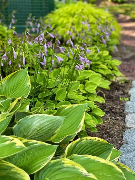 How to Divide Hostas: Step-by-Step Guide to Doubling Your Plants for ...