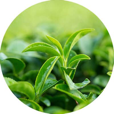 Papayavera Scrub 100g | Ayouthveda