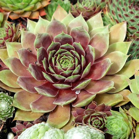 10 Best Indoor Cactus Plants For Your Indoor Home Garden | LBB