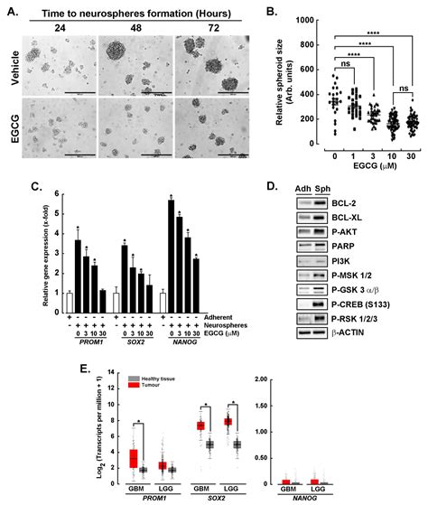 A Signaling Crosstalk Links SNAIL to the 37/67 kDa Laminin-1 Receptor ...