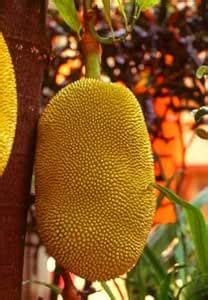 Nectar Garden Dang Rasimi Jackfruit Plant-Grafted Variant Plant ...