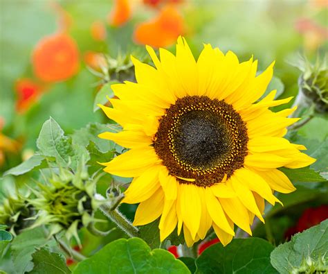 How to grow sunflowers in pots - experts reveal 5 key…