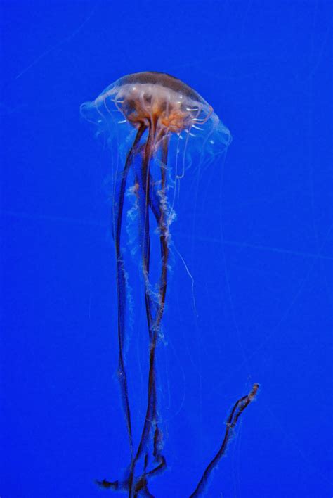 Atlantic Sea Nettle