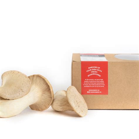 King Trumpet | Shroomery