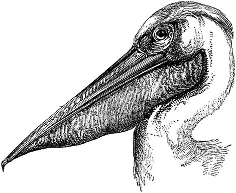 File:Brown pelican - natures pics.jpg - Wikipedia