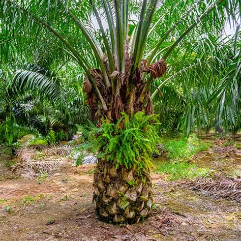 Palm Oil. 100% RSPO certified sustainable - KINDER - Kinder India