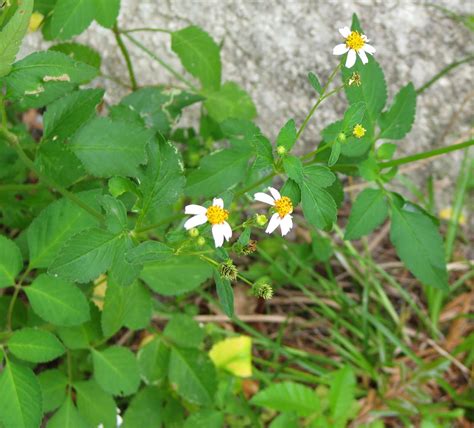 The Back Forty: Edible Weed Roundup: Bidens alba, Spanish Needles or ...