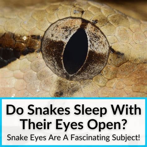 Do Snakes Sleep With Their Eyes Open? (Snake Eyes Are Fascinating!)