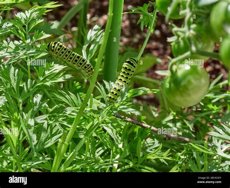 Black swallowtail caterpillar stages hi-res stock photography and ...