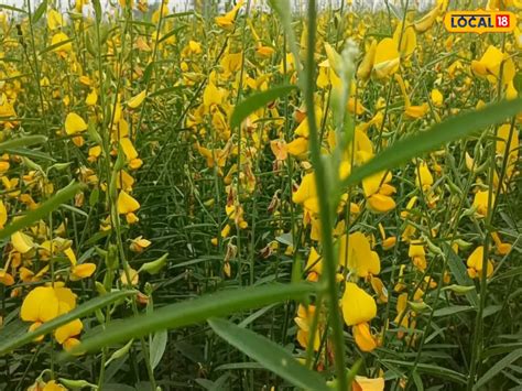 Money: రూపాయి ఖర్చు లేకుండా ఆదాయం ఇచ్చే పంట ఇదే! | This is the crop ...