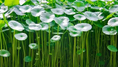 7 Remedies To Treat Syphilis at Home - lifeberrys.com