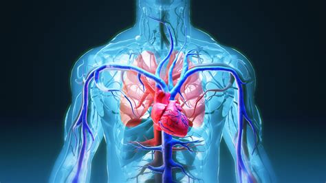 Functions of the Kidneys 5: Blood Cell Production and Erythropoietin (EPO) - Health Service ...
