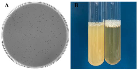 Novel Aeromonas Phage Ahy-Yong1 and Its Protective Effects against ...