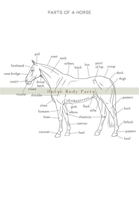 Horse Body Parts Horse Anatomy Equine Worksheet Horse Body Worksheet ...