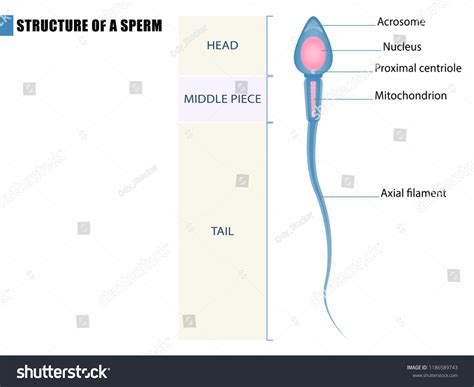 Anatomy Of A Sperm Cell Male Reproductive Structures