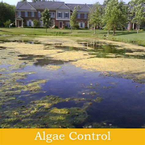 Pond Algae Control 的图像结果