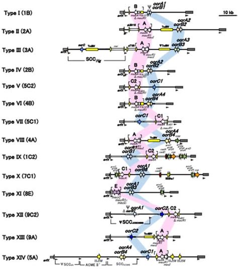 Current Status of Staphylococcal Cassette Chromosome mec (SCCmec)