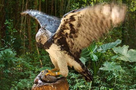 Deforestation Threatens One of the World’s Largest Eagles