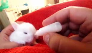 Image result for Stages of Wild Baby Bunnies