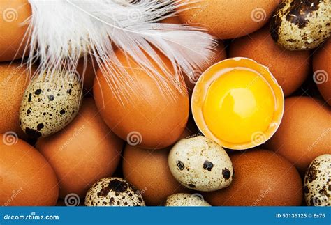 Different types of eggs stock image. Image of farming - 50136125