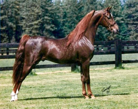Millionaire, an American Saddlebred horse—stunning liver chestnut with ...