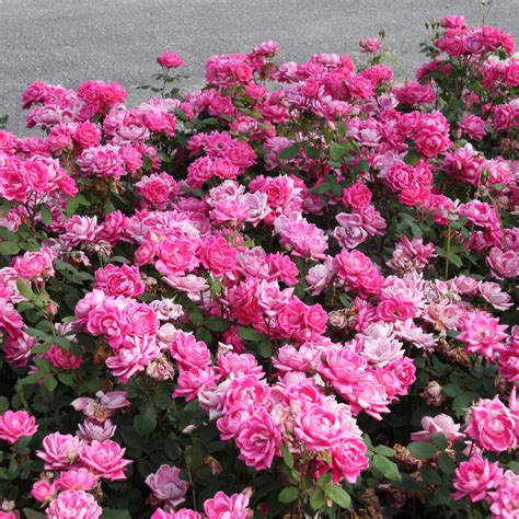 Bodendeckerrose - Rose 'Pink Double Knock Out' - rosa