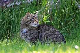 Image result for Cute Litte Cat