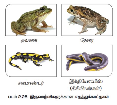 தொகுதி: முதுகுநாணுடையவை (Phylum : Chordata) | Phylum: Chordata | in Tamil
