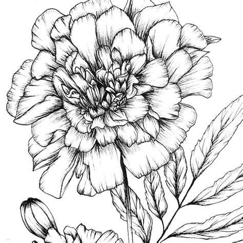 Drawing Of Marigold Flower - Drawing Improvement Challenges