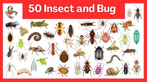 How Insects Fly 的图像结果