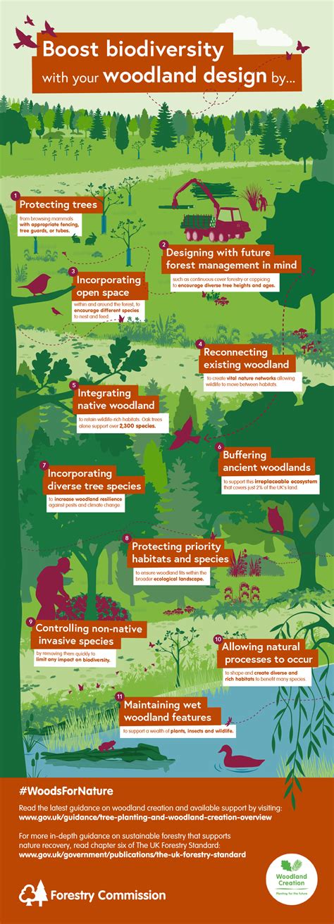 Boost biodiversity with your woodland design – Forestry Commission