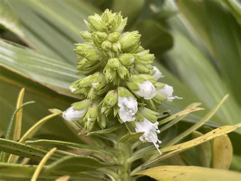 Echium decaisnei subsp. purpuriense | Hortus Botanicus Leiden, Netherlands