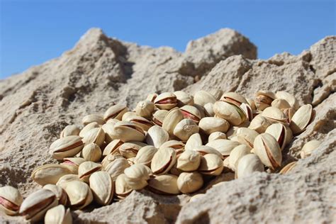 Akbari Pistachios Market – Nutex Nuts Wholesale - Nutex Group | Nuts ...