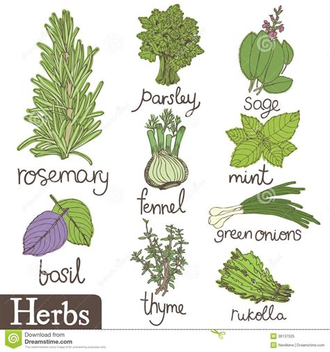 Simple Herbs Drawing at George Hawley blog