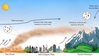 Using viruses to kill Tuberculosis bacteria | Research Matters