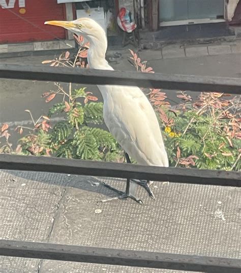 I spotted this bird near my window today. What’s it called? What’s it ...