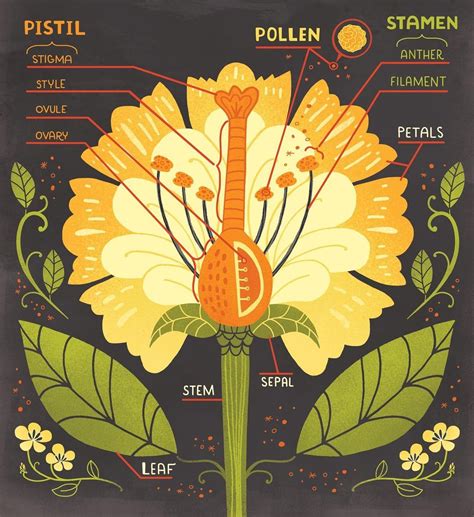 Image result for Infographic Design Examples