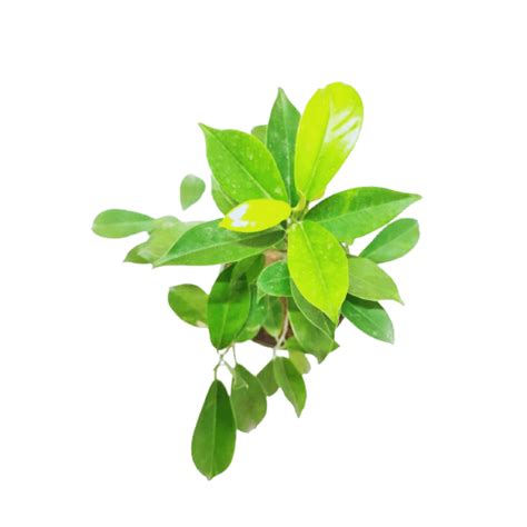 Order Now Ficus Panda Plant online – ManBhawan Nursery