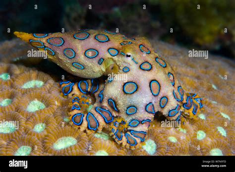Image result for Blue-Ringed Octopus Eating