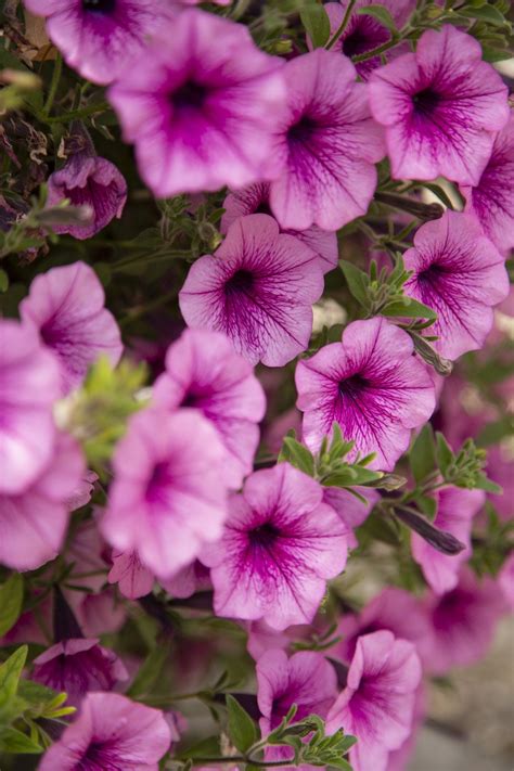 21 Best Annual Flowers To Grow For A Beautiful Garden
