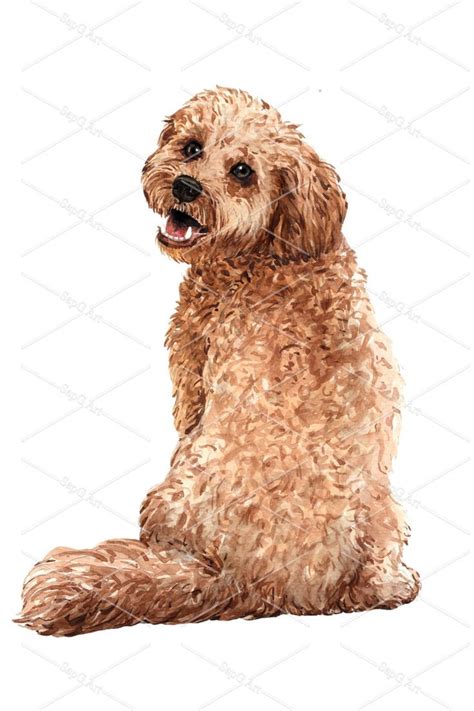 Image result for Clipping a Cockapoo