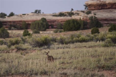 Image result for Arizona Insurance License