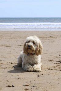 Image result for Cockapoo Problems