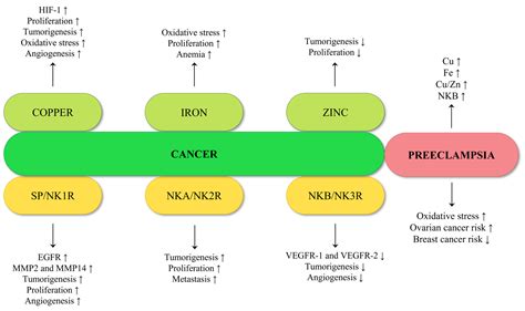 What Is the Correlation between Preeclampsia and Cancer? The Important ...