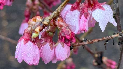 Flash Fire Maple Tree Problems 的图像结果